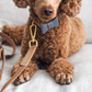 Beige Dog Leash