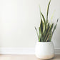 White Ceramic Pot